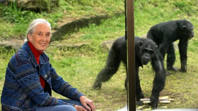 Nhà khoa học Jane Goodall dành cả sự nghiệp để nghiên cứu và tuyên truyền bảo vệ động vật hoang dã