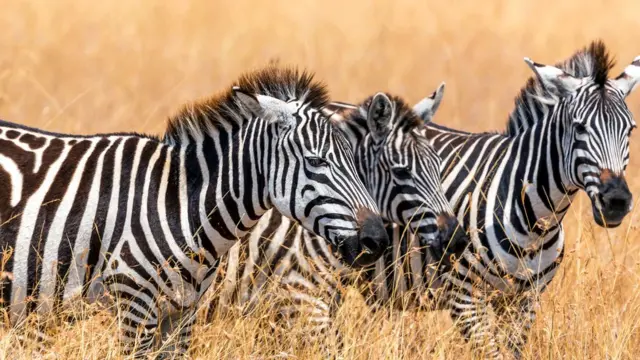 Zebra