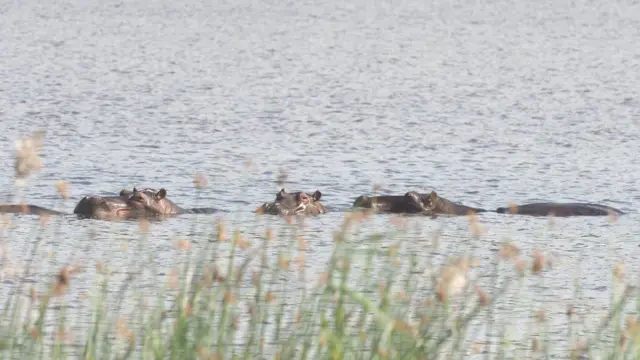 நீர்யானைகள்