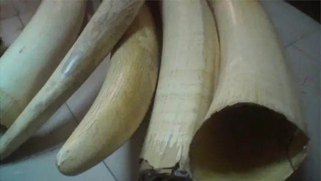 Elephant Action League