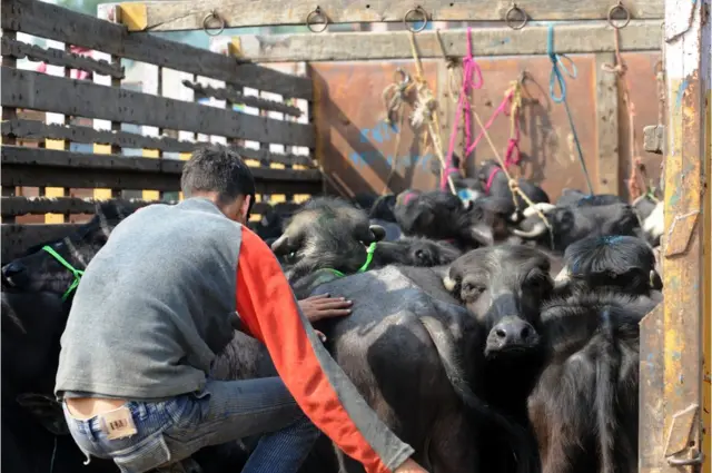 లారీలో తరలిస్తున్న పశువులు