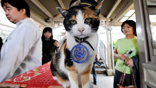 Тама, когда ей было 9 лет, уже прославилась на всю Японию