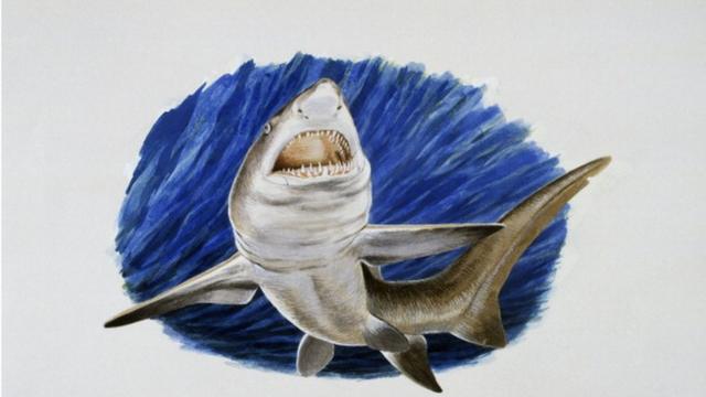Мегалодоны: какими на самом деле были доисторические акулы