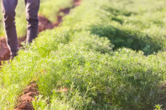 બીબીસી ગુજરાતી