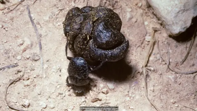 टॉरस स्केरैब