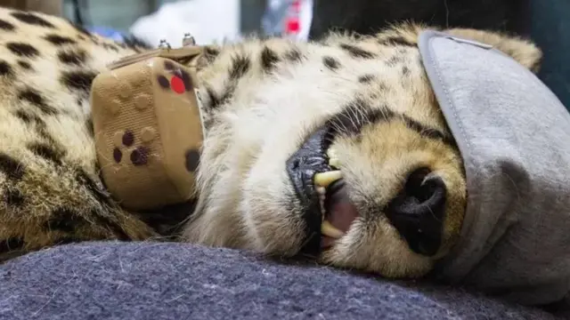 विमान में चीते इस तरह से सुलाकर लाए जा रहे हैं