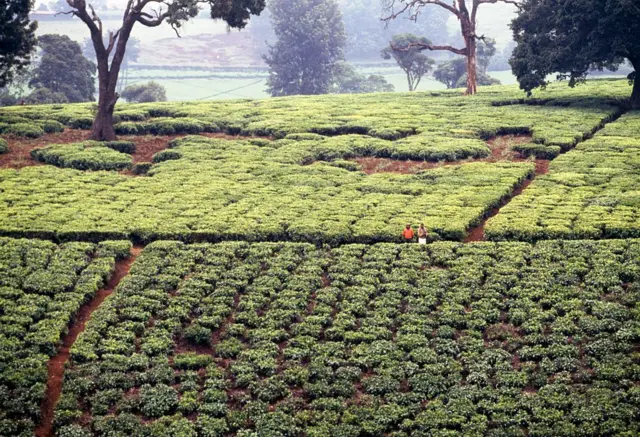 केनियात चहाच्या मळ्यांत झाडांवर लक्ष ठेवण्यासाठी आता ड्रोनचा वापर केला जातो आहे. 