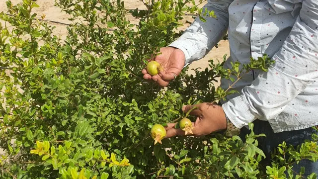 पाकिस्तान, थार, खेती