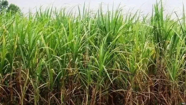 શેરડીના પાકનો ફોટોગ્રાફ