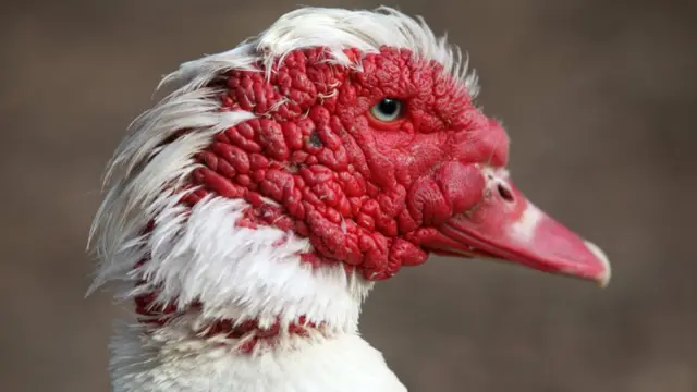 A Muscovy duck