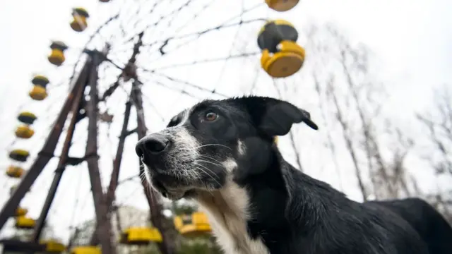 Dog in Abandoned amusement park in ghost town Prypiat in Chornobyl exclusion zone. Ukraine, December 2019