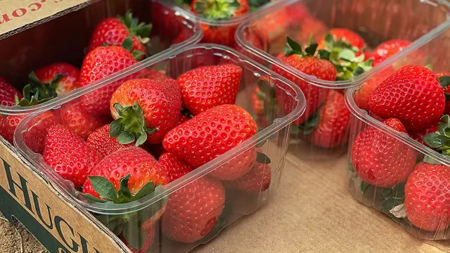 “من المعروف أنني آكل Punnet في جلسة واحدة”: ثمانية من Superfans في أفضل الطرق للاستمتاع بالفراولة البريطانية | تم تسليم الحياة “من المعروف أنني آكل Punnet في جلسة واحدة”: ثمانية من Superfans في أفضل الطرق للاستمتاع بالفراولة البريطانية | تم تسليم الحياة