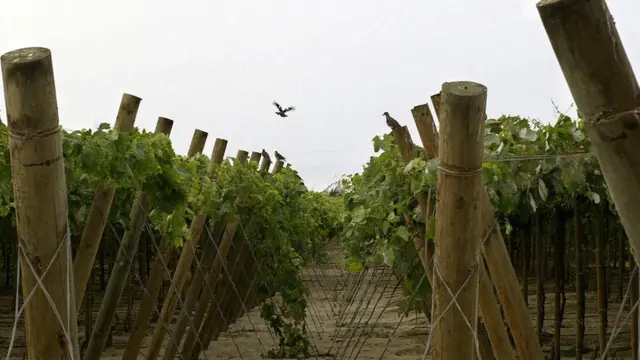 Viñedo en Perú