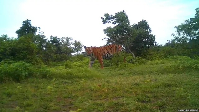वनविभागाच्या कॅमेऱ्यात टिपलेली T1