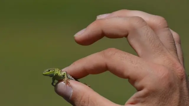 Uma mão segurando um pequeno largarto