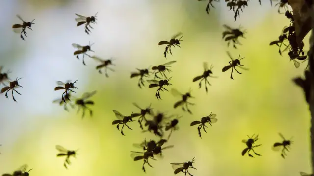 Enjambre de abejas