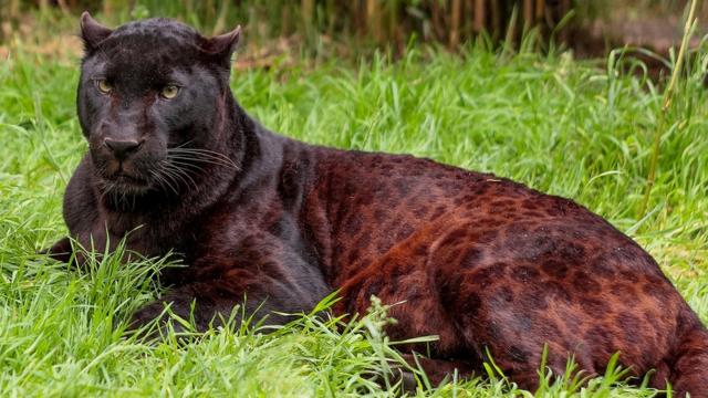 Rare black leopard settles into Exmoor Zoo - BBC News