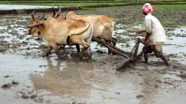 వ్యవసాయం