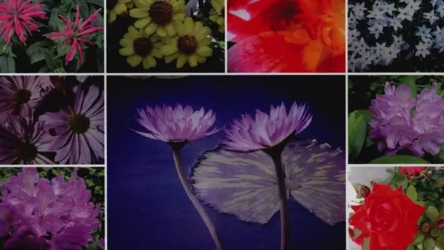 Фото з квітами