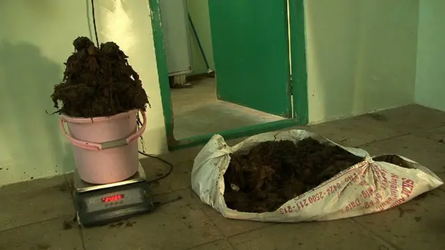 गायों का ऑपरेशन