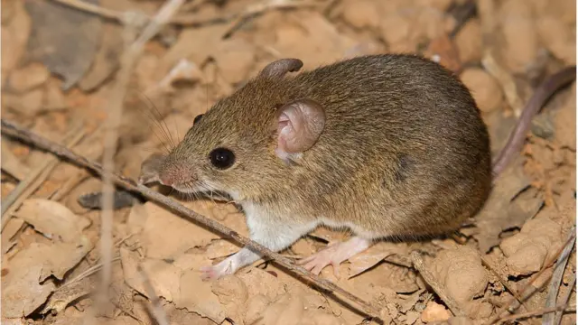 Necromys lasiurus ou ratinho do cerrado