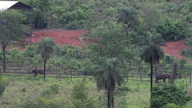 Maia and Guida, two Asian elephant who spent most of her life as a circus animals, explore their new home