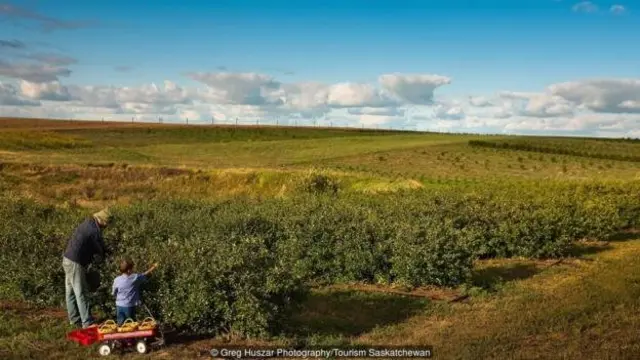 Kisah ceri padang rumput menginspirasi Dean Kreutzer, pemilik perkebunan Over the Hill Orchards (foto), belajar membiakkan buah.