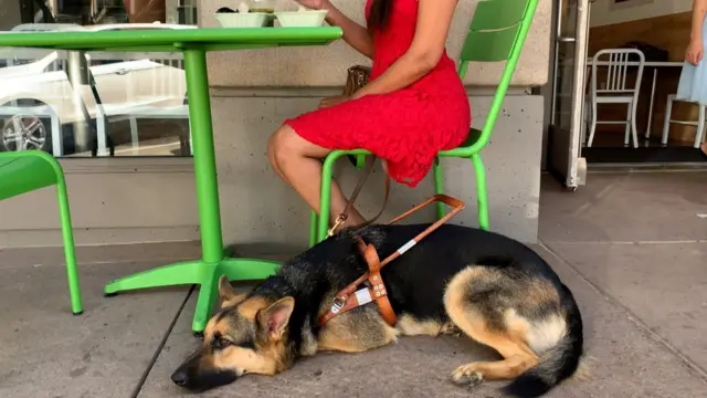 የሃበን ግርማ ውሻ ማይሎ