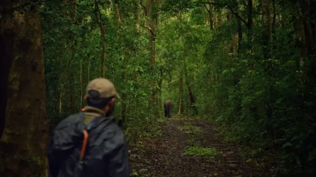 மனஅழுத்தத்தால் இனப்பெருக்க சிக்கலில் தமிழக யானைகள்