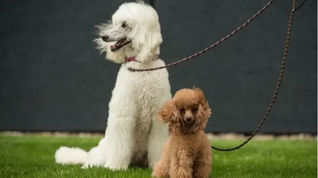 Dois poodles, um branco grande e um marrom pequeno, sentados