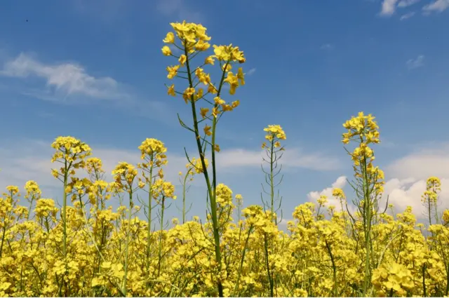 ఆవాల చెట్ల పూలు