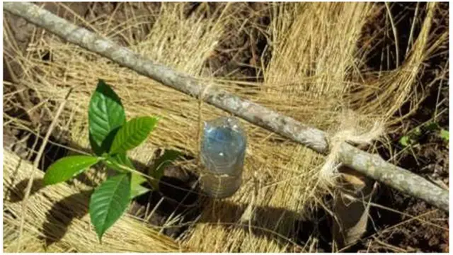 Dadka deegaanka qaarkood ayuu barayay sioda loo beero mooska