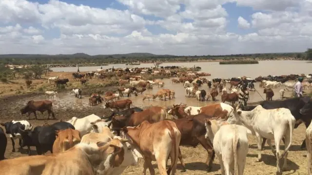 Cows dey near lake