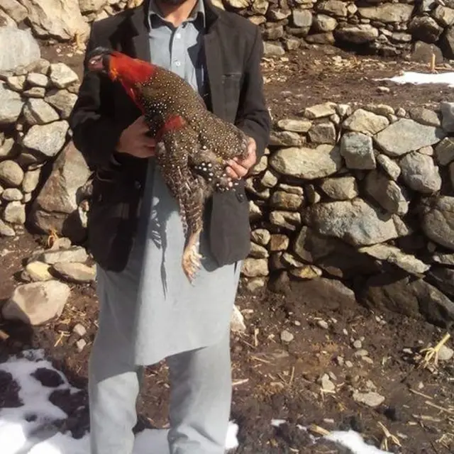 ججورانا کا شکاری