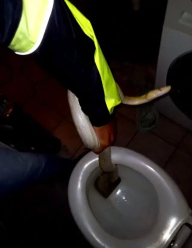 Пітон виповз з унітазу і вкусив чоловіка, що сидів у туалеті