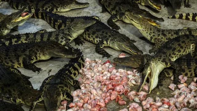 مزرعه پرورش تمساح