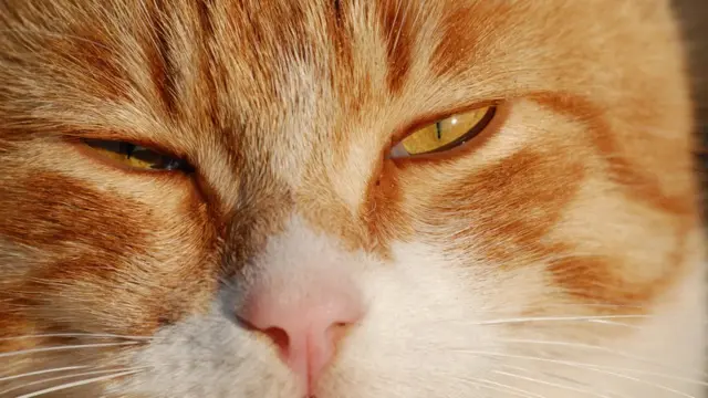 बिरालोले विस्तारै आँखा झिमझिम पार्नु भनेको प्रेम प्रदर्शन हो