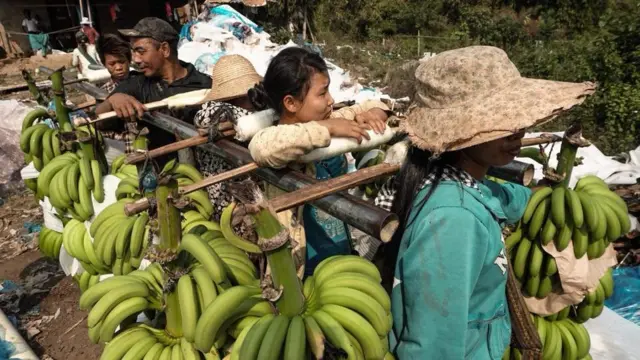 အခုနောက်ပိုင်းမှာတော့ ငှက်ပျောစိုက်ခင်းတွေ ဆက်တိုက် ချဲ့ထွင်