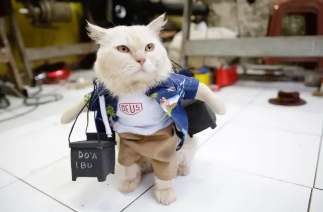 A cat wears an outfit made by cat tailor Fredi Lugina Priadim in a workshop in Bogor, Indonesia, 02 December 2020.