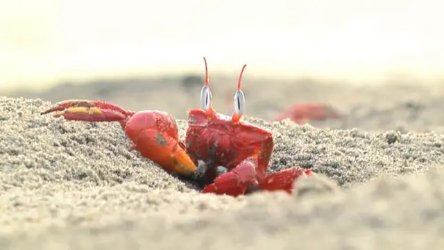 ఎర్ర పీత