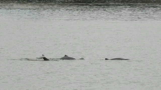 Sebuah kelompok pesut pesisir. Salah satunya tengah hendak menyelam.