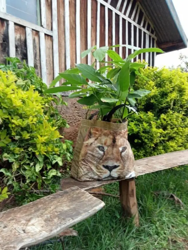 Borsaa fakkii leencaa ofirraa qabu