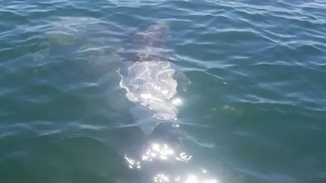 Дельфін у футболці