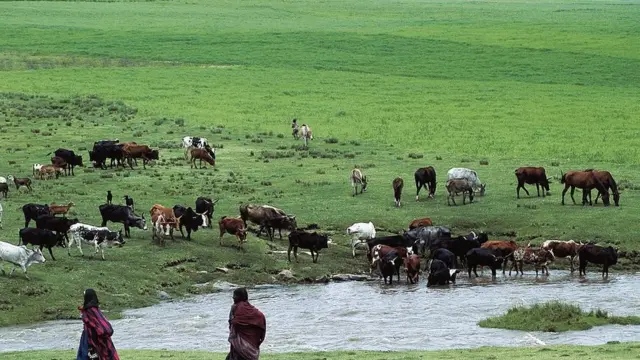 Loon qabeenya gabbaraaf dhiyaatan keessaa tokkodha