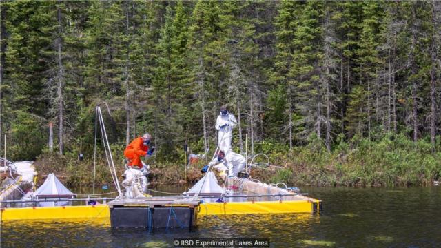 在森林研究中，研究员将沥青倒入加拿大一个湖中的封闭区。这项实验和北湖实验无关(Credit: IISD Experimental Lakes Area)