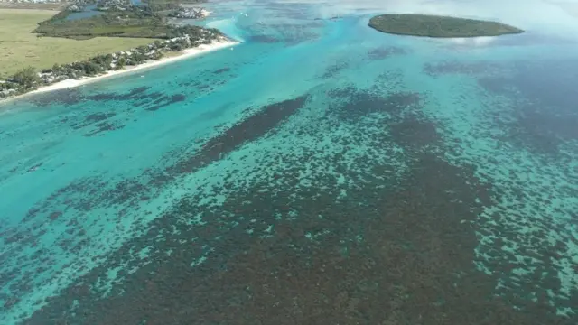 หนึ่งในระบบนิเวศทางทะเลใกล้กับบริเวณที่เกิดเหตุน้ำมันรั่ว