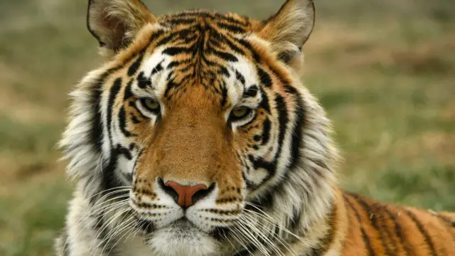 Tigre no Colorado, Estados Unidos