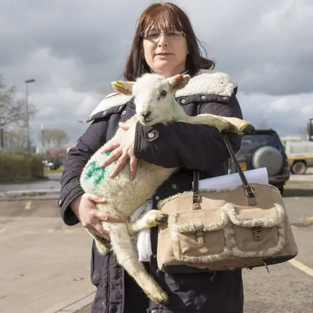 पशु मेला