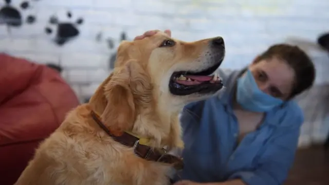 ఇంటర్నేషనల్ డాగ్ డే