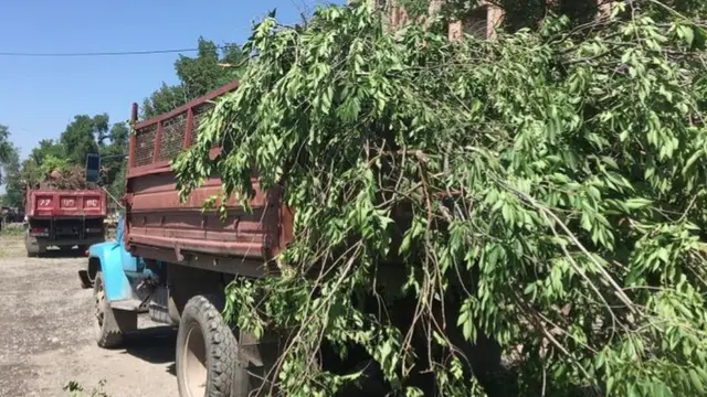 Токтоналиев көчөсүндөгү кыйылган бак-дарактардан кызыл эт балапандар жерге кулашты